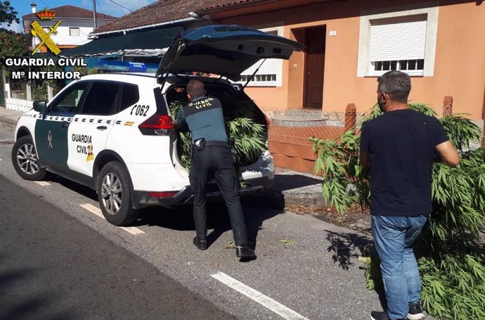 Intervención de la Guardia Civil de Pontevedra con la desarticulación de un cultivo de marihuana en Tui