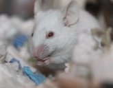 Foto: Investigadores prueban en ratones la administración intranasal de hormonas tiroideas para una tratar una enfermedad rara
