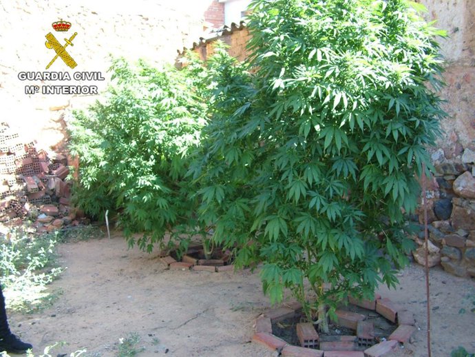 Rtdo. Nota Prensa Cultivo Marihuana