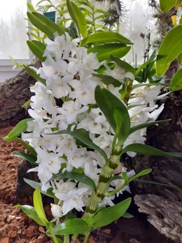 Una de las especies del orquiderio del Real Jardín Botánico