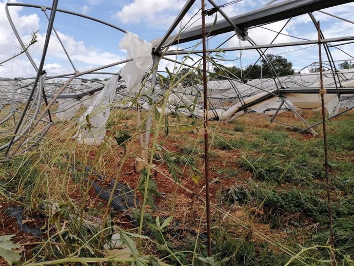 Daños en explotaciones agrarias de Mallorca por la tormenta del pasado 29 de agosto.