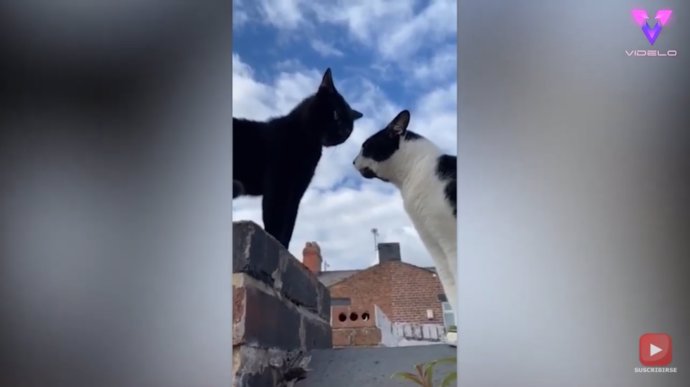 La dueña de estos dos gatos grabó el momento en que ambos parecen mantener una conversación entre ellos