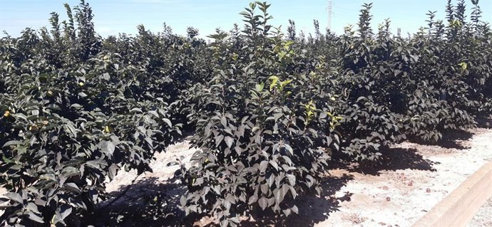 Árboles de caquis prácticamente ennegrecidos por los ataques de cotonets y moscas blancas. Campo en La Ribera Alta. (archivo)