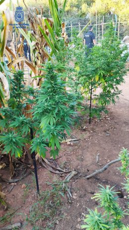 Sucesos.- Dos detenidos en Mahón por cultivar 25 plantas de marihuana 