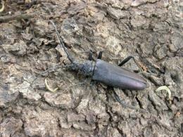 A pesar de estar protegida en el ámbito europeo, esta especie es considerada plaga en la isla.