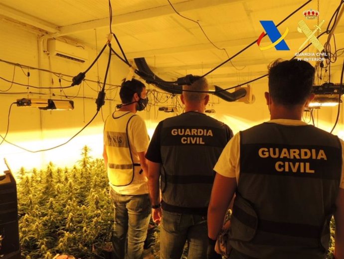 Plantación de marihuana en Osuna