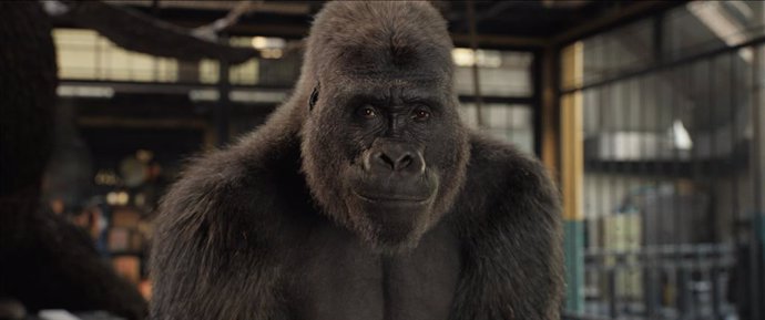 El magnífico Iván: la aventura del gorila pintor llega el 11 de septiembre a Disney+