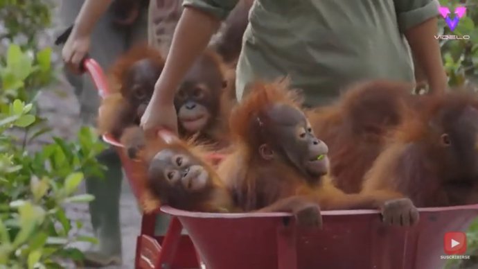 Estas crías de orangután huérfanas van a la guardería en carretilla para aprender a sobrevivir en la naturaleza