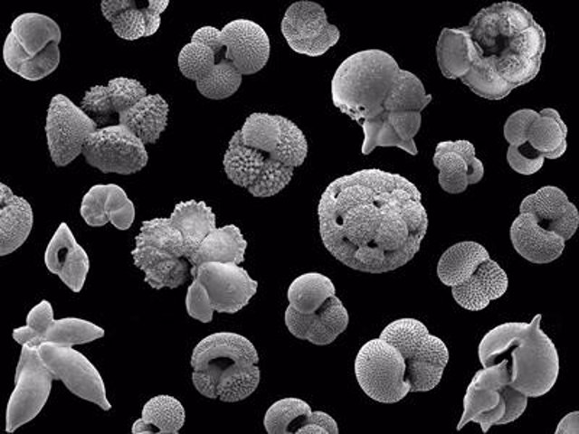 Los investigadores calcularon cómo evolucionó el CO2 atmosférico estudiando conchas fósiles de plancton marino antiguo