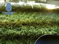 Un juez procesa a dos policías locales de Vícar (Almería) por presunta pertenencia a una red de cultivo de marihuana