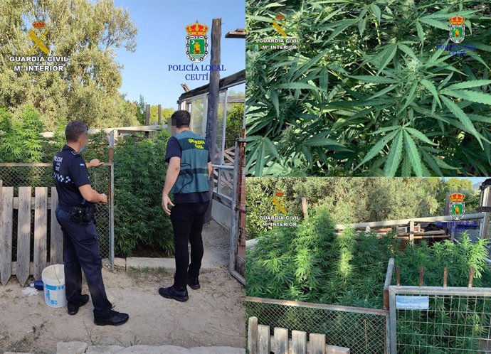 La Guardia Civil y la Policía Local de Ceutí desmantelan una plantación de marihuana