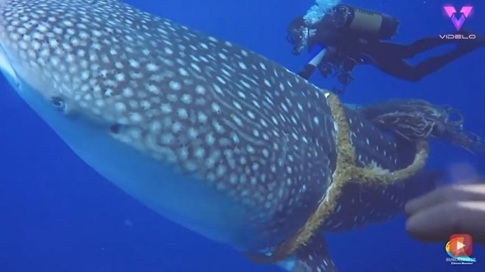 Un valiente equipo de buzos corta la cuerda que tenía en apuros a un tiburón ballena