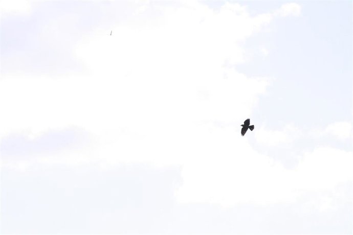 Cuervo, Pájaro, Pajarito