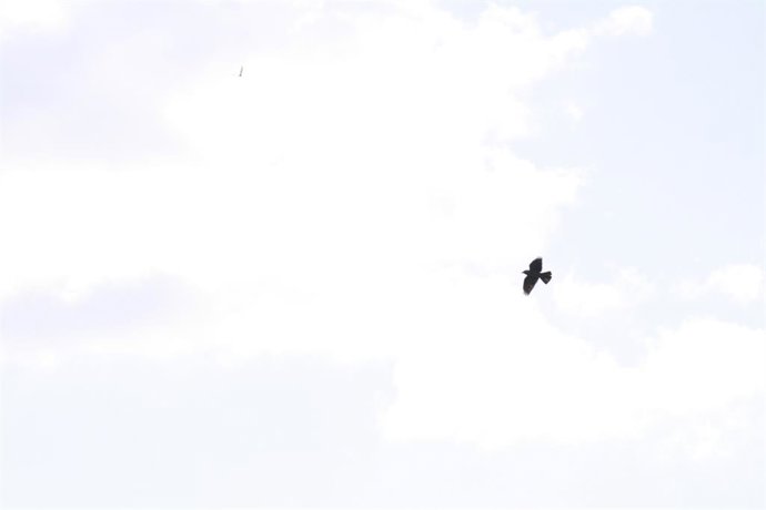 Junta convoca ayudas para financiar la adaptación de líneas de alta tensión para