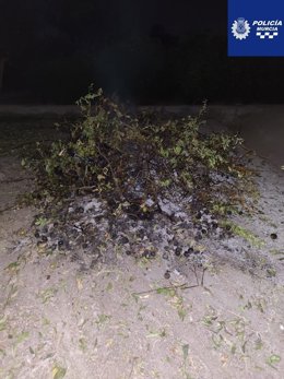 Imagen de archivo de los restos de una poda agrícola tras la quema