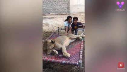 Un amante de los animales convierte su jardín en un zoológico al convivir  con leones y avestruces