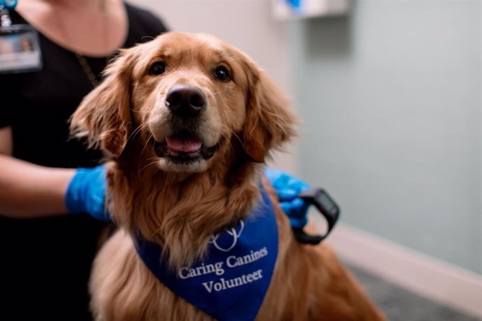 Un estudio sugiere que la terapia con perros puede ser una opción eficaz para tratar la fibromialgia