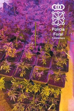 Plantación de marihuana encontrada en la vivienda de uno de los detenidos