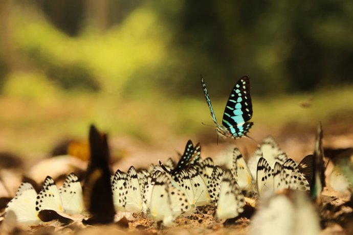 Danil Nelson. Mariposas en un claro del Messok-Dja National Park, en la cuenca de el Congo.