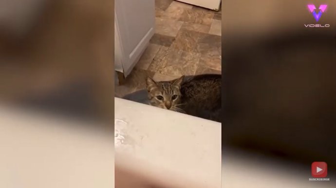 Este gatito hace todo lo posible por tratar de salvar a su dueña del baño