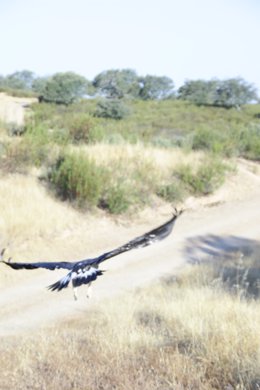 Huelva.- La Junta libera un águila real en el Parque Natural Sierra de Aracena y