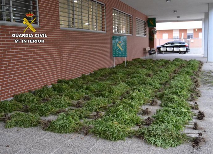 Imagen de las plantas de marihuana interceptadas