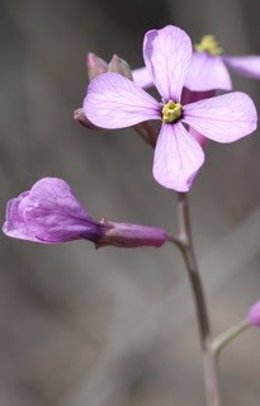 La flor investigada por la UGR, llamada Moricandia arvensis