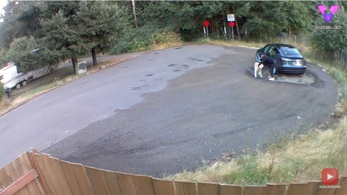 Filman el momento en que una mujer abandona a su perro en un bosque de Vancouver