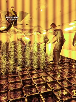 Plantación de marihuana en Arcos