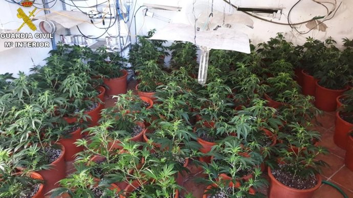 Plantas confiscadas por la Guardia Civil