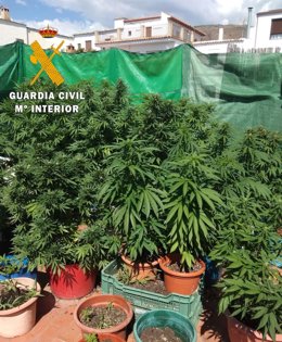 Plantas de marihuana localizadas en Granada