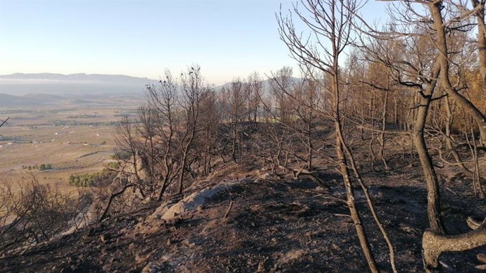 Extinguido el incendio forestal en la Sierra de la Silla (Mula)