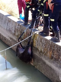Rescatan una jabalí que cayó en un canal de riego del río Tajo