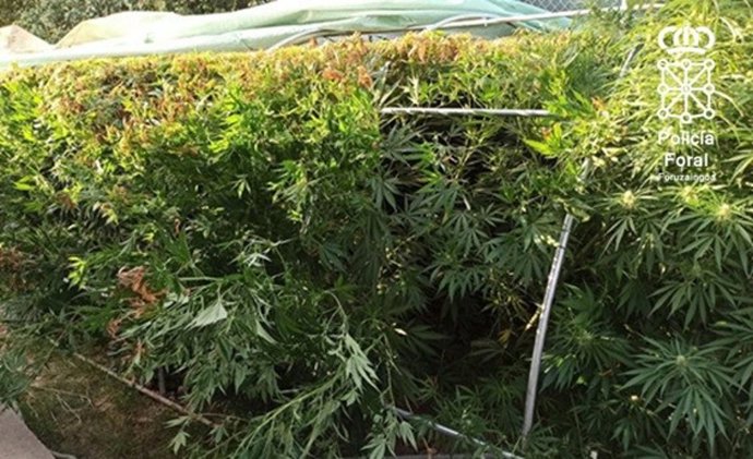 Parte de las plantas de mariahuana requisadas