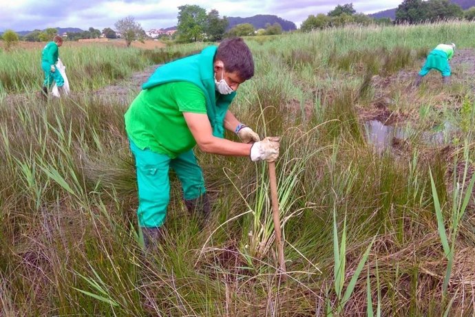 Labores de limpieza de plumeros 