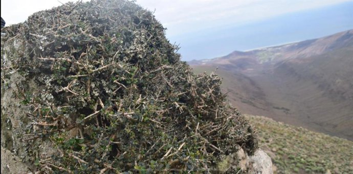 Fuerteventura tramita un proyecto europeo Life para la recuperación del hábitat 