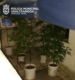Las plantas localizadas.