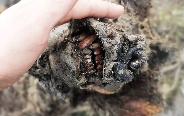 Aspecto del hocico del cadáver de oso de las cavernas recuperado en Siberia