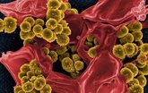 Foto: El microbioma intestinal protege frente a la predisposición genética a la leucemia