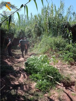La Guardia Civil localiza una plantación de marihuana oculta entre la maleza, en Arándiga.