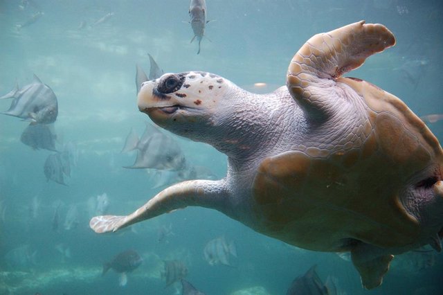 Parte inferior de una tortuga boba mientras nada sobre su cabeza