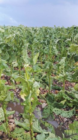 Daños provocados por la tormenta de granizo en el tabaco