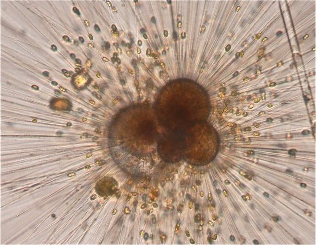 Un foraminífero vivo, un tipo de plancton marino, que los investigadores cultivaron en el laboratorio. Para reconstruir el clima pasado, se recolectan especímenes fosilizados de sedimentos de aguas profundas.