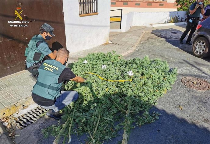 Localizada una plantación de marihuana en una vivienda de Gibraleón.