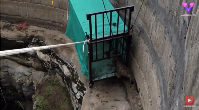 Un grupo de voluntarios rescatan un cachorro de leopardo atrapado en un pozo de más de 9 metros