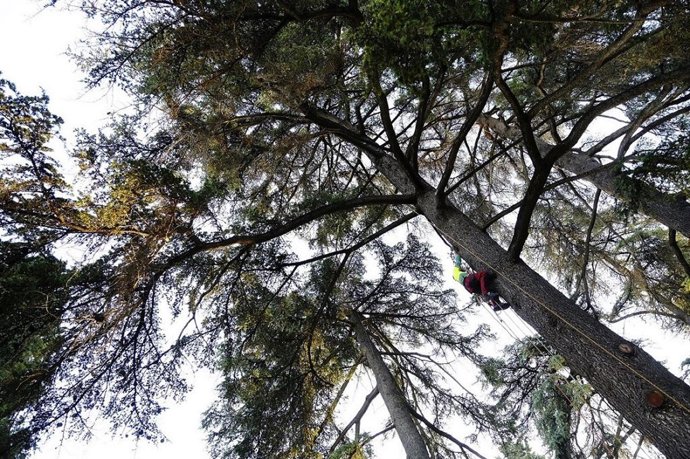 Árboles en un parque de Sevilla