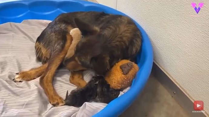 Esta perra rescatada adopta como sus hijos a dos cachorros de gato huérfanos
