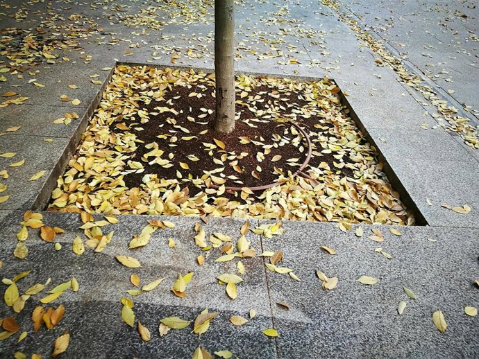 Imagen de hojas de árboles caídas en el otoño en una calle de Madrid.
