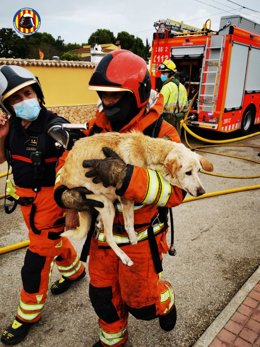 Los bomberos rescatan a un perro del incendio de una vivienda en una urbanización de Chiva (Valencia)
