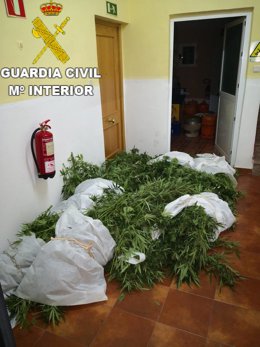 Operación en Cuenca contra el cultivo de marihuana.